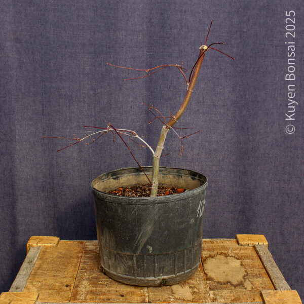 Acer palmatum "Deshojo" #4 - Imagen 5