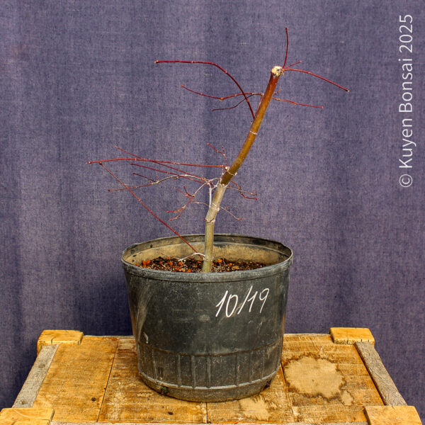 Acer palmatum "Deshojo" #4 - Imagen 6