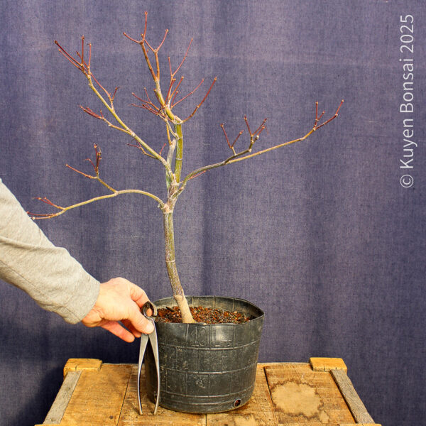 Acer palmatum "Fireglow" #11