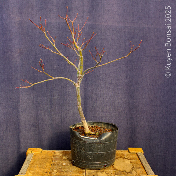 Acer palmatum "Fireglow" #11 - Imagen 2