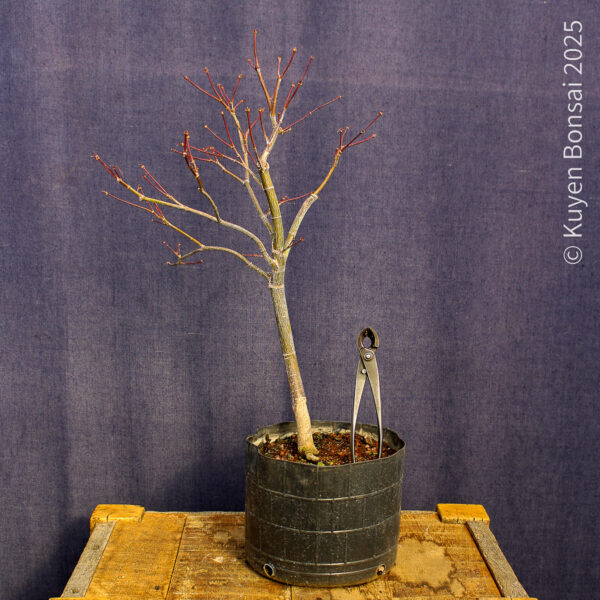 Acer palmatum "Fireglow" #11 - Imagen 3