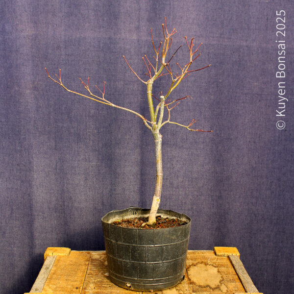 Acer palmatum "Fireglow" #11 - Imagen 4