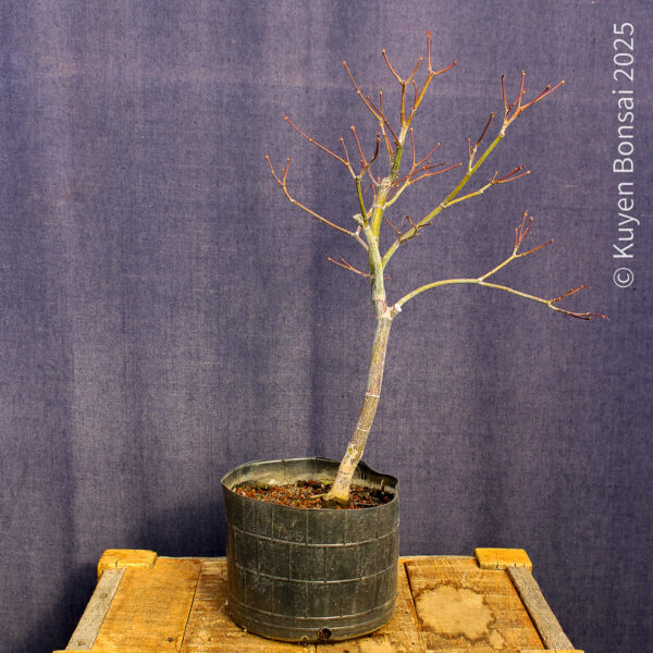 Acer palmatum "Fireglow" #11 - Imagen 5