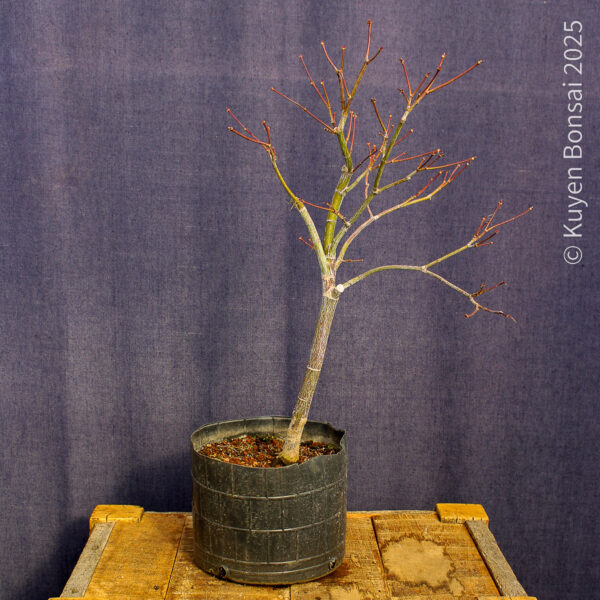 Acer palmatum "Fireglow" #11 - Imagen 6