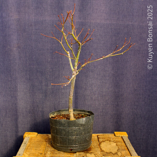 Acer palmatum "Fireglow" #11 - Imagen 7