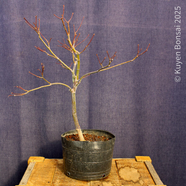 Acer palmatum "Fireglow" #11 - Imagen 8