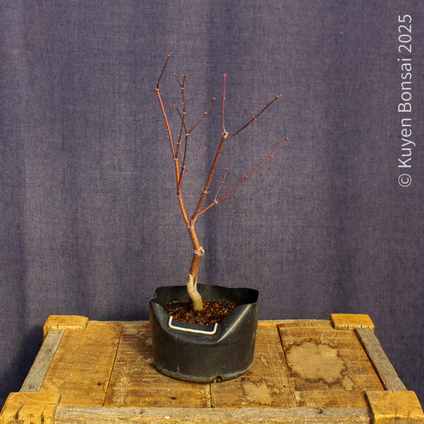 Acer palmatum "Fireglow" #16