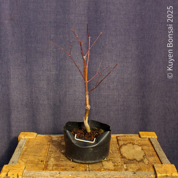 Acer palmatum "Fireglow" #16 - Imagen 2