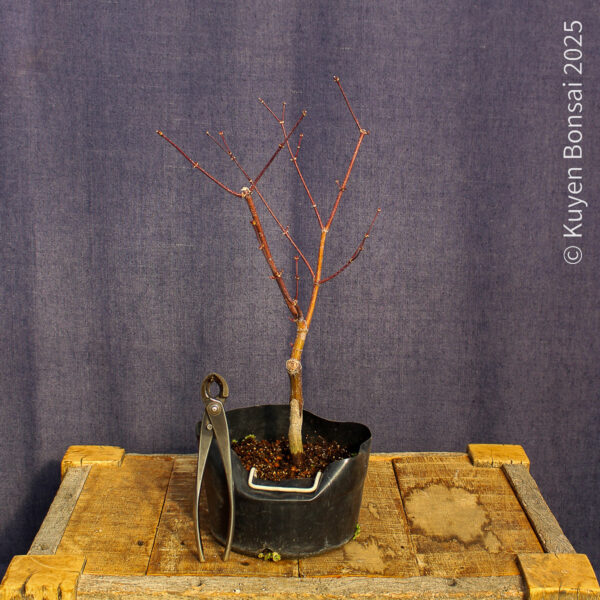 Acer palmatum "Fireglow" #16 - Imagen 3