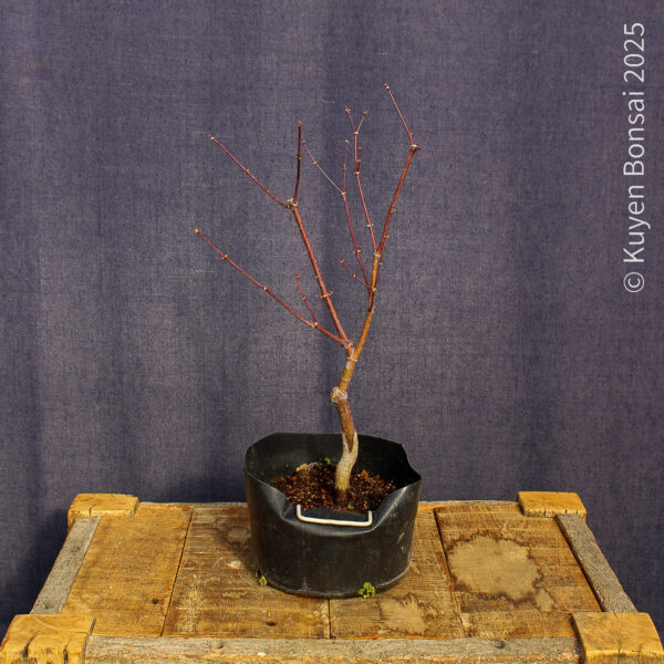 Acer palmatum "Fireglow" #16 - Imagen 4