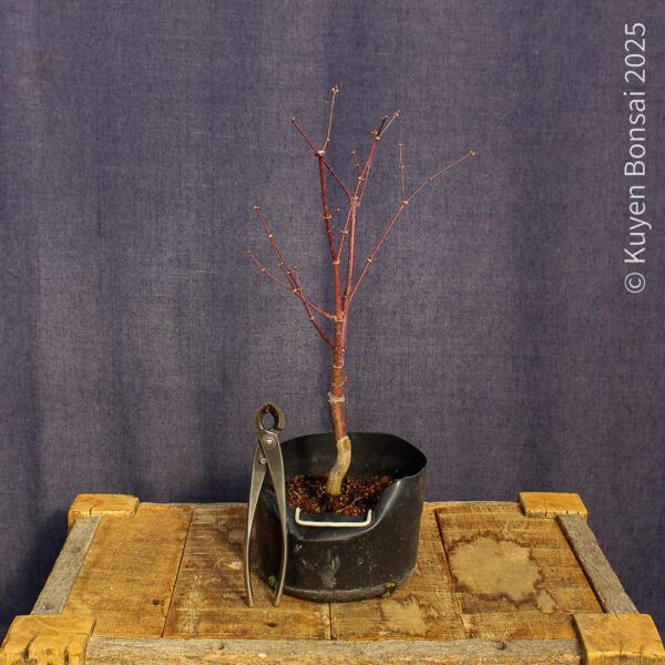Acer palmatum "Fireglow" #16 - Imagen 5