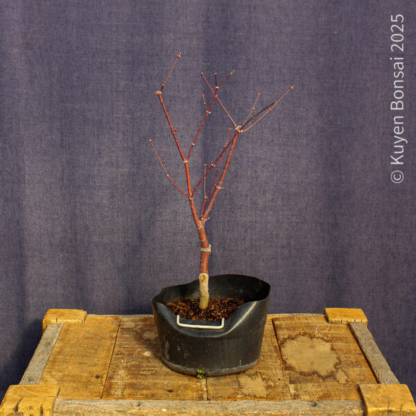 Acer palmatum "Fireglow" #16 - Imagen 6