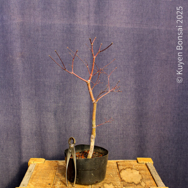 Acer palmatum "Fireglow" #17