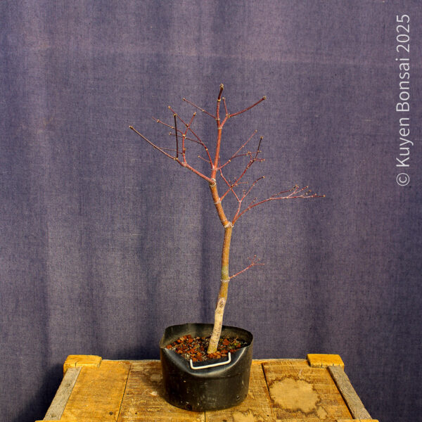Acer palmatum "Fireglow" #17 - Imagen 2