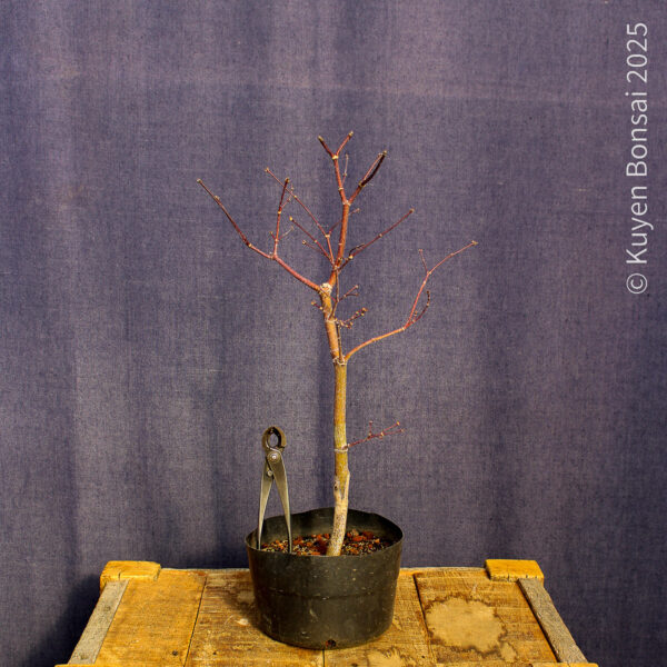 Acer palmatum "Fireglow" #17 - Imagen 3
