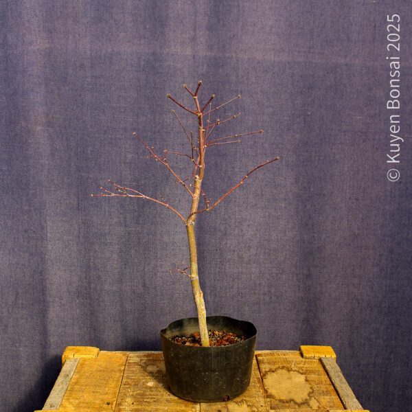 Acer palmatum "Fireglow" #17 - Imagen 4