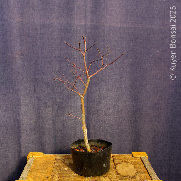 Acer palmatum "Fireglow" #17 - Imagen 5