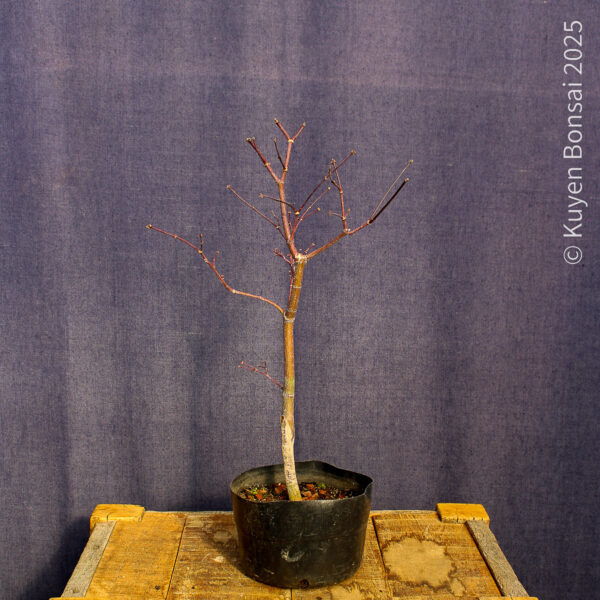 Acer palmatum "Fireglow" #17 - Imagen 6