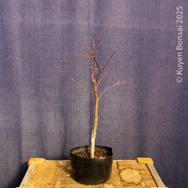 Acer palmatum "Fireglow" #17 - Imagen 7