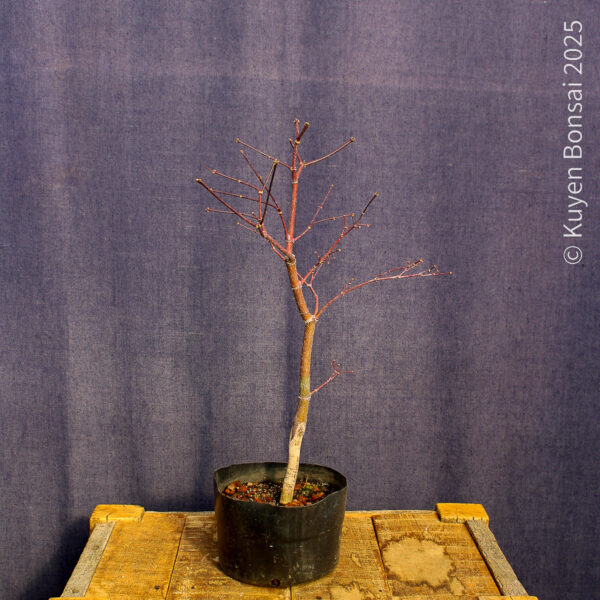 Acer palmatum "Fireglow" #17 - Imagen 8