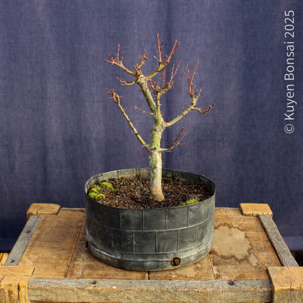Acer palmatum "Kotohime" #10