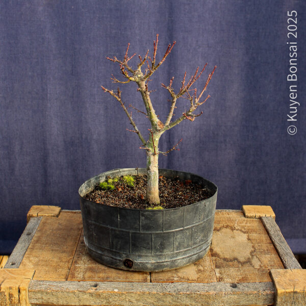 Acer palmatum "Kotohime" #10 - Imagen 2