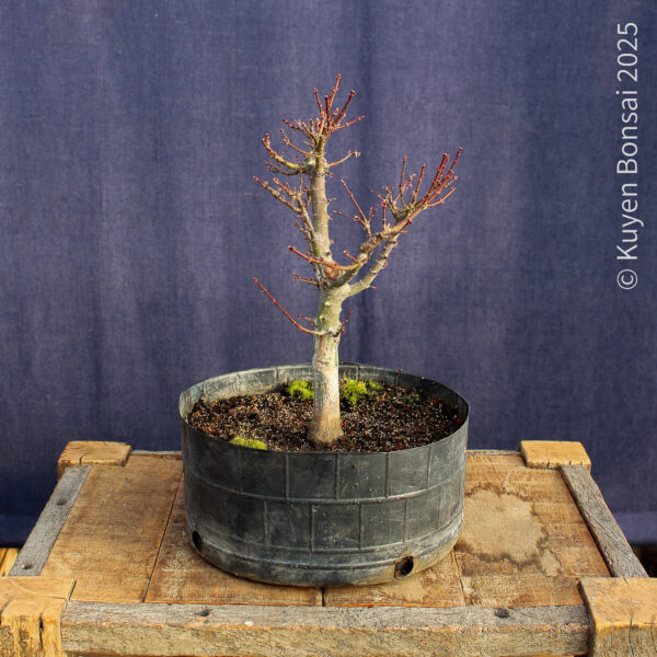 Acer palmatum "Kotohime" #10 - Imagen 3