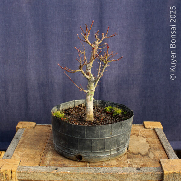 Acer palmatum "Kotohime" #10 - Imagen 4