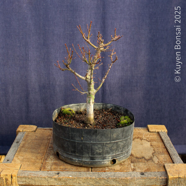Acer palmatum "Kotohime" #10 - Imagen 5