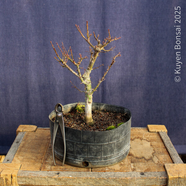 Acer palmatum "Kotohime" #10 - Imagen 6
