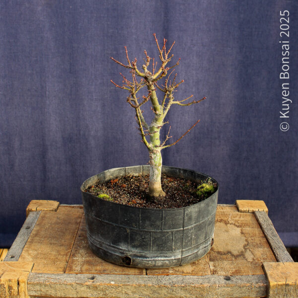 Acer palmatum "Kotohime" #10 - Imagen 8