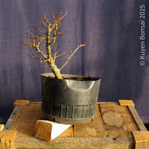 Acer palmatum "Kotohime" #13