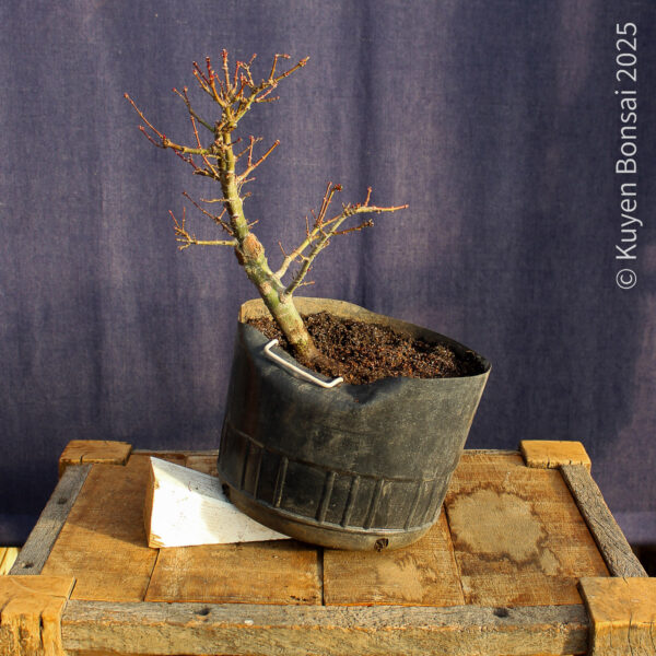 Acer palmatum "Kotohime" #13 - Imagen 2
