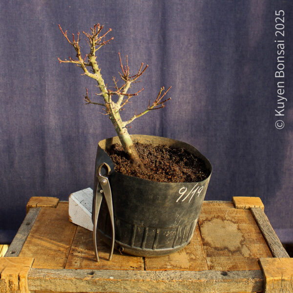 Acer palmatum "Kotohime" #13 - Imagen 3