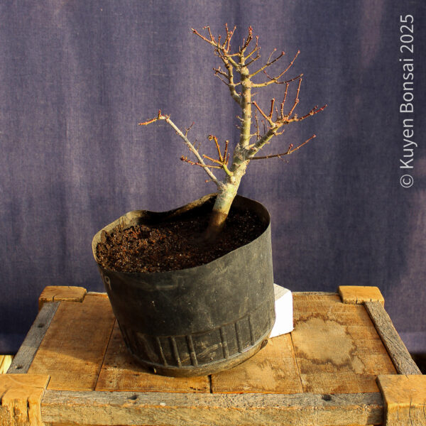 Acer palmatum "Kotohime" #13 - Imagen 5