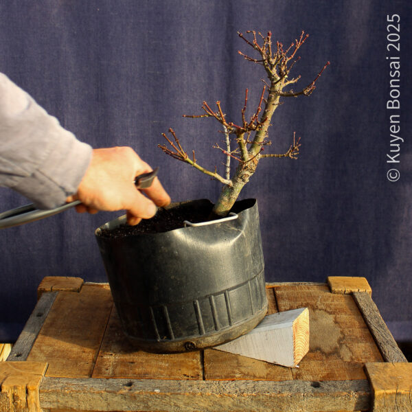 Acer palmatum "Kotohime" #13 - Imagen 6