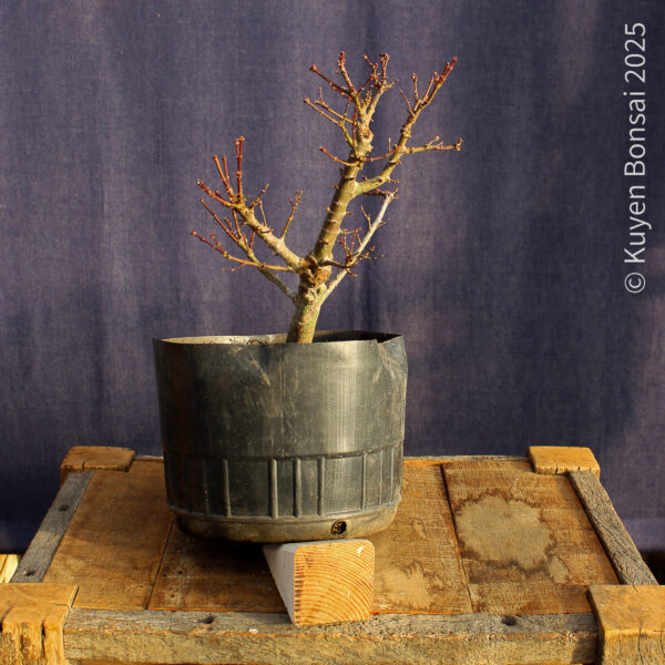 Acer palmatum "Kotohime" #13 - Imagen 7