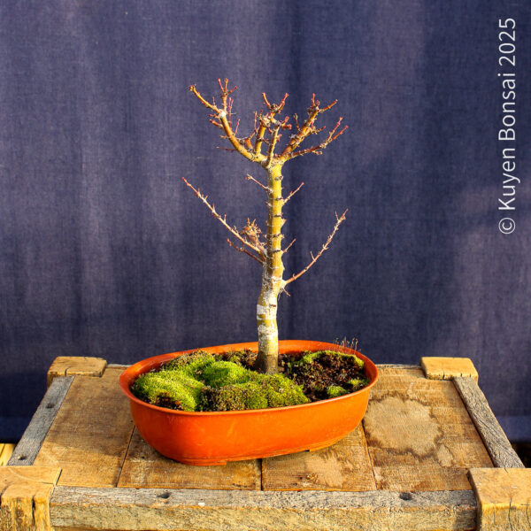 Acer palmatum "Kotohime" #15