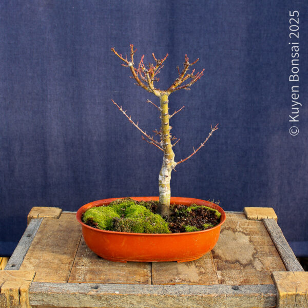 Acer palmatum "Kotohime" #15 - Imagen 2