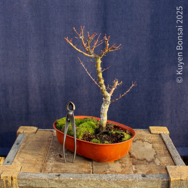 Acer palmatum "Kotohime" #15 - Imagen 3