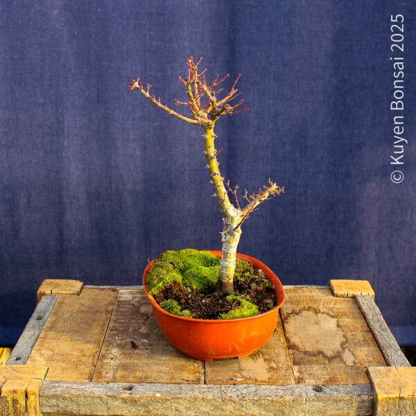 Acer palmatum "Kotohime" #15 - Imagen 4