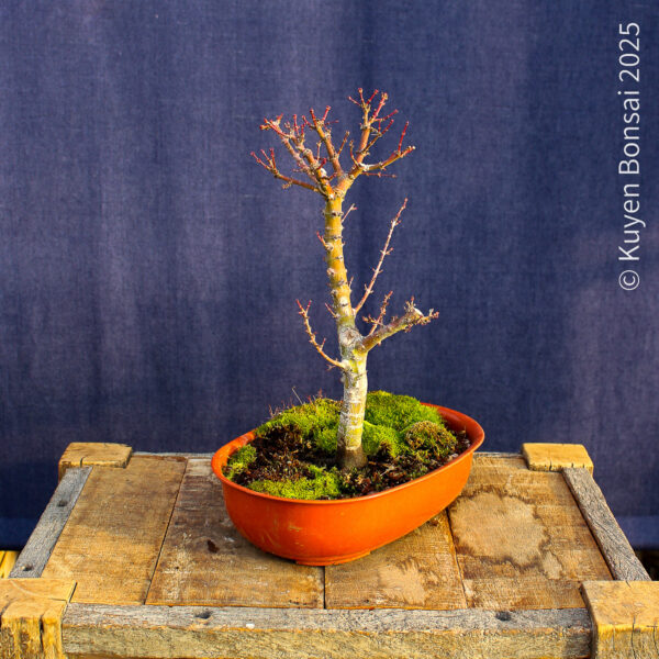 Acer palmatum "Kotohime" #15 - Imagen 5