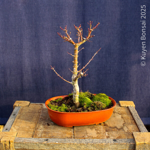 Acer palmatum "Kotohime" #15 - Imagen 6