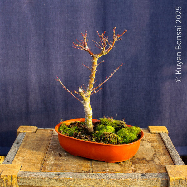 Acer palmatum "Kotohime" #15 - Imagen 7