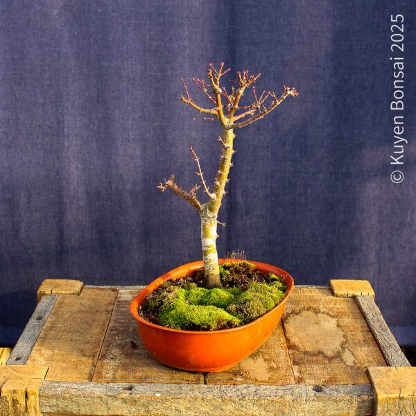 Acer palmatum "Kotohime" #15 - Imagen 8