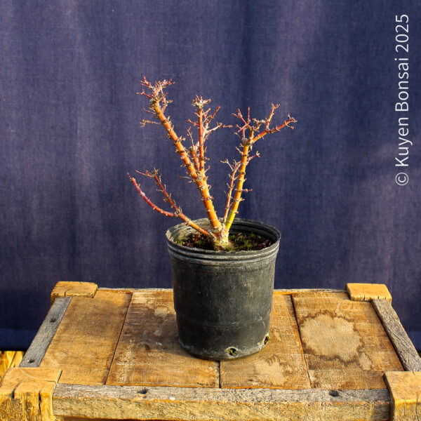 Acer palmatum "Kotohime" #17 - Imagen 2