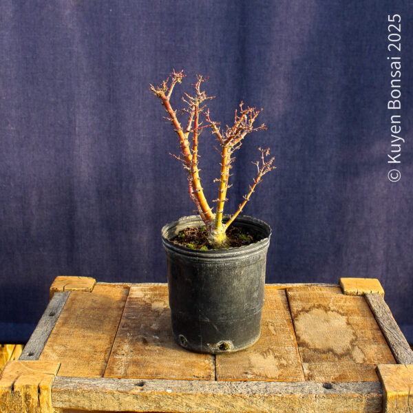 Acer palmatum "Kotohime" #17 - Imagen 3