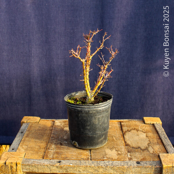 Acer palmatum "Kotohime" #17 - Imagen 4