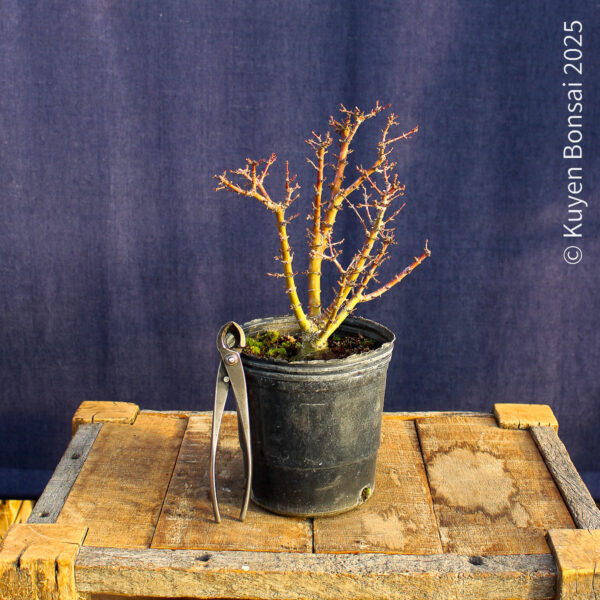 Acer palmatum "Kotohime" #17 - Imagen 5
