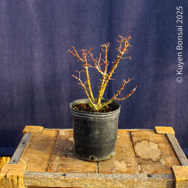 Acer palmatum "Kotohime" #17 - Imagen 6